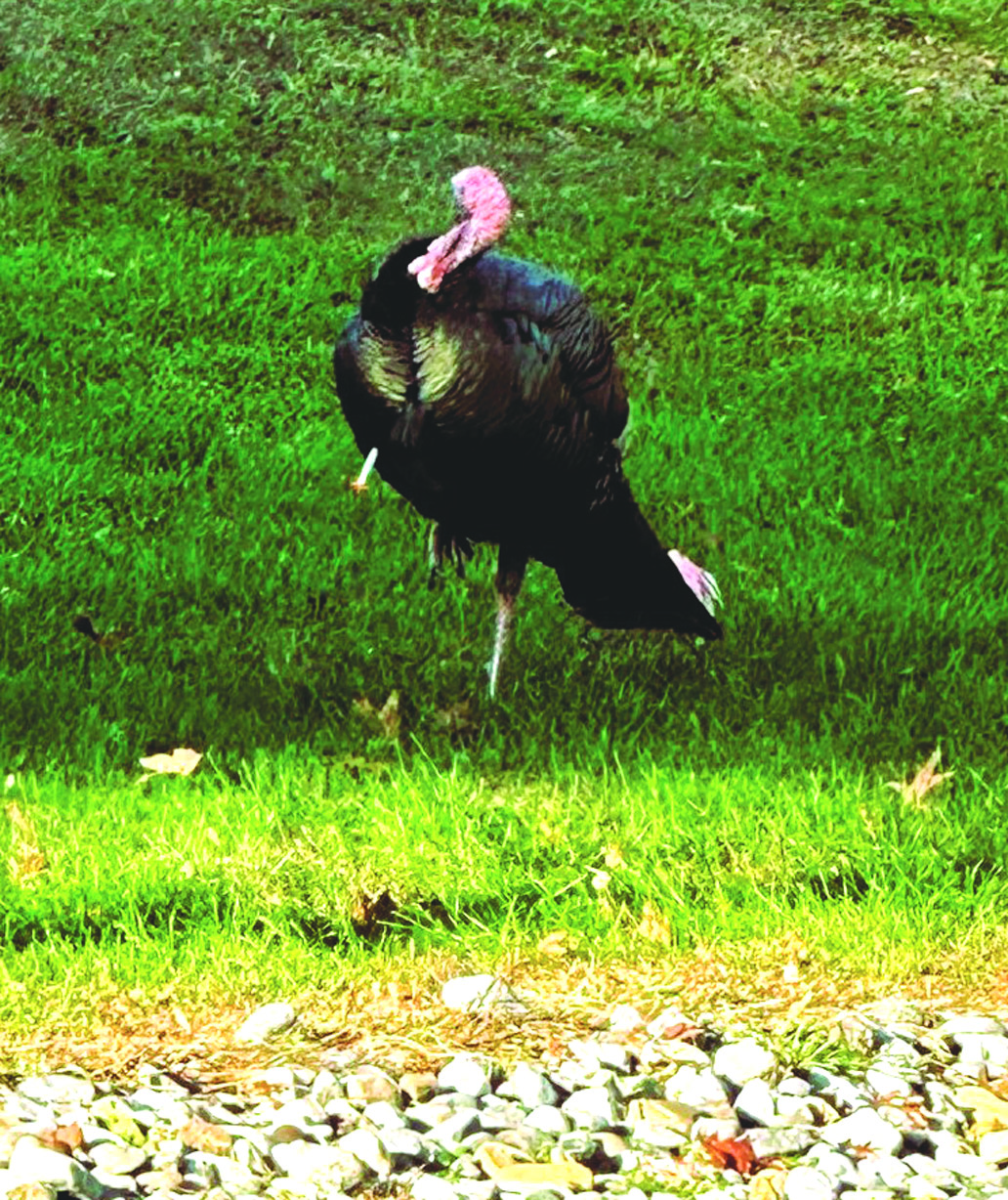 WO-Wild Turkey-C