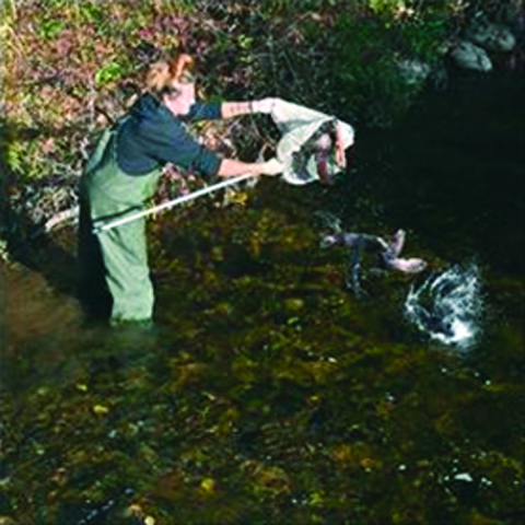 EC-Trout Stocking-C